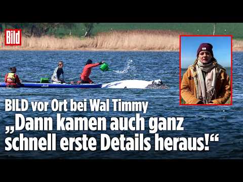 Wal-Drama um Timmy: „Dann kamen ganz schnell erste Details heraus!“ – Rettung vor Insel Poel