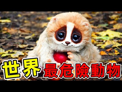 世界10大外表可愛的危險動物。寵物愛好者千萬要注意，碰一下就有生命危險！#危險動物 #腦洞大開 #出類拔萃 #世界之最 #top10
