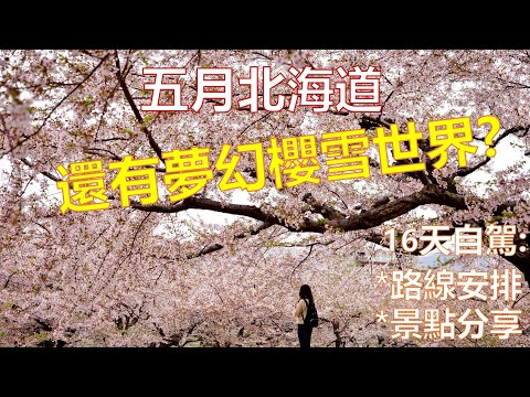 北海道自駕16天(上集) 🚗  - 5月還有超夢幻櫻吹雪?  登別地獄谷真的很像地獄,  旭岳的步道變成雪白冰原,  超近距離看企鵝 !!