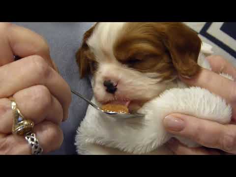 Cavalier King Charles Spaniel Puppies - From Birth To 10 Weeks Of Age ... In Just 11 Minutes!