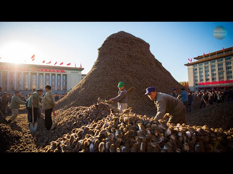 CHINA Exterminated All SPARROWS | The Nightmare of 1958