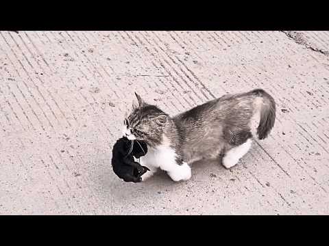 To repay the girl for feeding her, the stray mama cat brought her newborn kittens as a gift to her