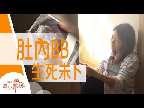 【生命故事】游鳳賢《守鷹記》星火飛騰 468