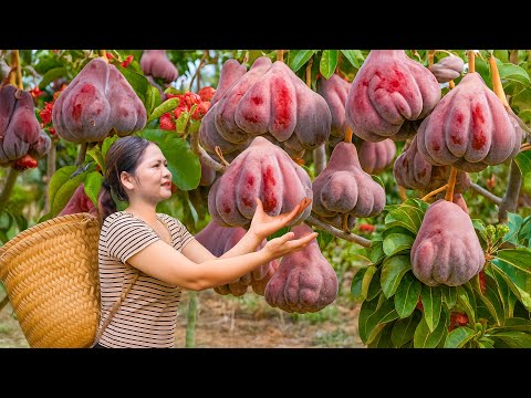 Harvesting RARE Wild Pears | Ancient Sugar-Pear Technique Villagers Used to Earn Income