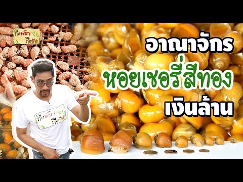 บุกอาณาจักร หอยเชอรี่สีทอง เงินล้าน เลี้ยงง่าย โตไว ทุนต่ำ I ถึงพริกถึงขิง