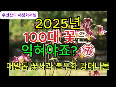 2025년 100대 꽃은 익혀야죠? ⑦ 매발톱 꽃사과 불두화 광대나물
