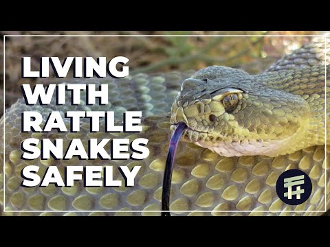 Coexisting Safely with Rattle Snakes on Your Off-Grid Homestead | Tips to keep your Kids & Pets safe