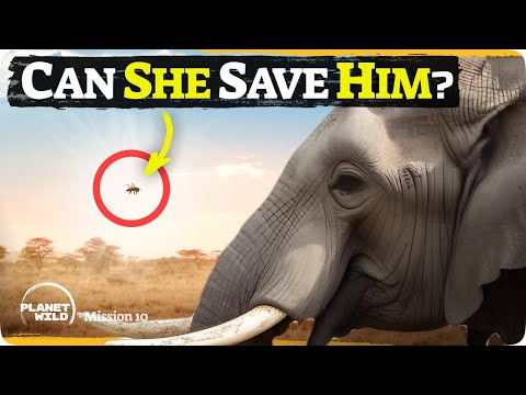 We're saving elephants... with bees!