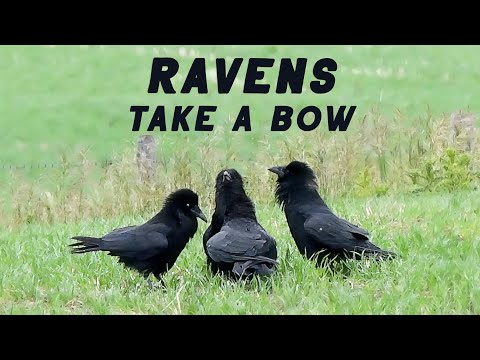 Bowing RAVENS Square Dance? | FUNNY Bird Behaviour | Alberta, Canada