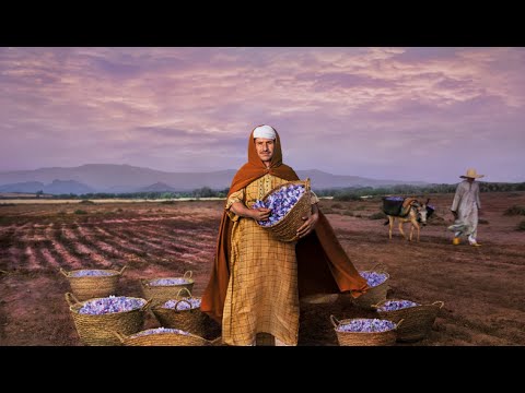 الزعفران.. الذهب الأحمر لتالوين - المغرب