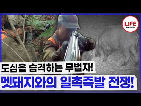 도심을 습격하고 다니는 멧돼지를 잡아라! 사냥개들과의 합작! 사냥에 성공할 수 있을까? (TV CHOSUN 170807 방송)