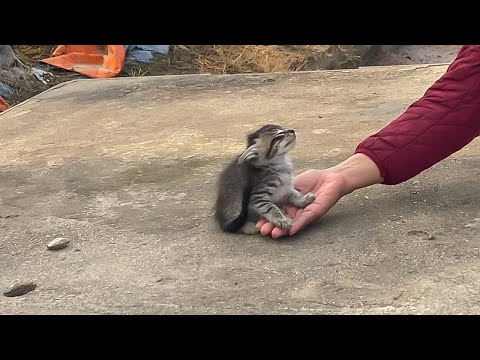 A Tiny Kitten Reached Outโฆ One Touch Changed Everything