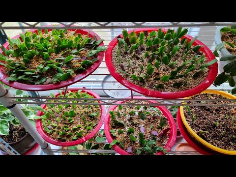 게발선인장 삽목 이렇게 해보세요. 백발백중