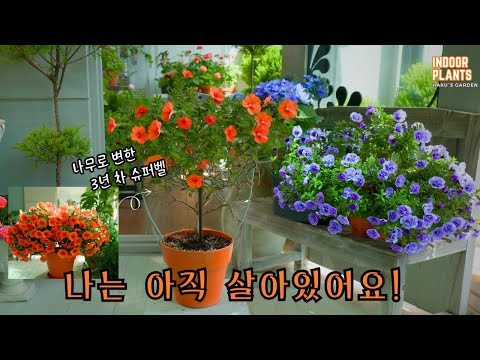 [4K] Million Bells, 3 years of blooming growth record