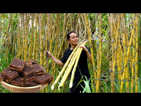 Harvest 100kg of Sugarcane and Cook Traditional Sugar for the Whole Year