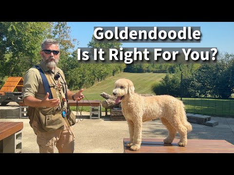 Goldendoodle | Is It Right For You?