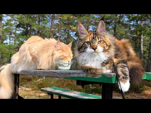 Iris and Buster Hike to the Mountain Top!