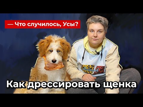Что случилось, Усы? Как дрессировать щенка