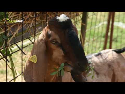 Zašto gajiti anglo-nubijske koze?