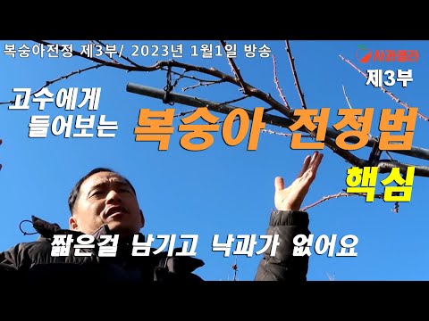 [복숭아전정 3부]👍강물처럼 흐르게하라/동화 양분이 열매로 가게 하라ㆍ복숭아기술명인