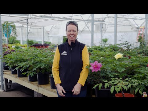 PETITTI Peony Spotlight | How to Grow and Care For Itoh, Bush, and Tree Peonies
