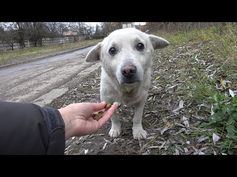 Rescue of a Scared Homeless Dog with a Broken Heart