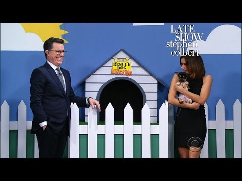 The Late Show 'Rescue Dog Rescue' With Aubrey Plaza