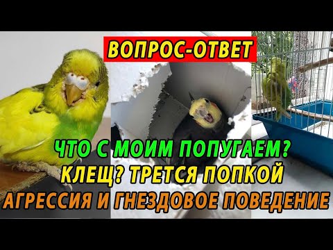 ВОПРОС ОТВЕТ | КЛЕЩ У ПОПУГАЯ | АГРЕССИЯ И ГНЕЗДОВОЕ ПОВЕДЕНИЕ | ТРЕТСЯ ПОПКОЙ