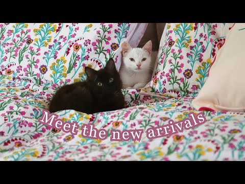 Meet the new arrivals & Autumn Homesense haul 🐈⬛