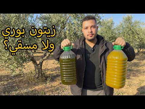 الفرق الحقيقي بين زيت تازة وزيت السراغنة: بوري أم مسقي؟ (47dh للتر)