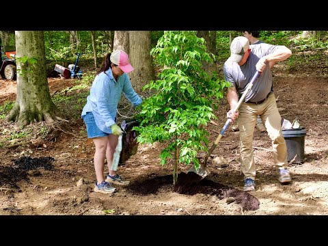 Creating a Brand New Woodland Garden with Gorgeous Trees