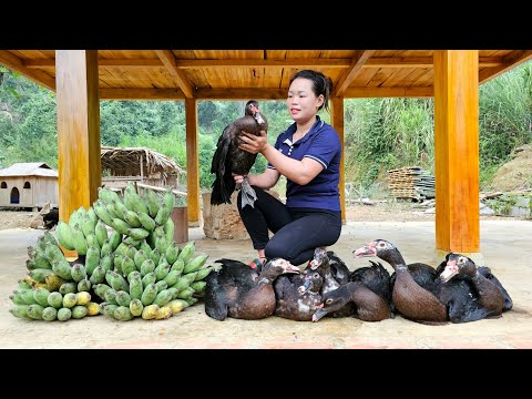 FULL VIDEO: 335 Days Harvest the Garden of Bananas, Ducks, Bell Peppers, Eggplants market to sell