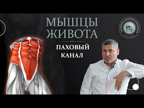Мышцы живота. Влагалище прямой мышцы живота. Паховый канал / Abdominal muscles. Inguinal canal