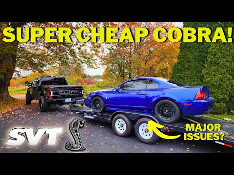 I Bought The CHEAPEST (And Worst) 2003 SVT Mustang Cobra - NEW PROJECT!!