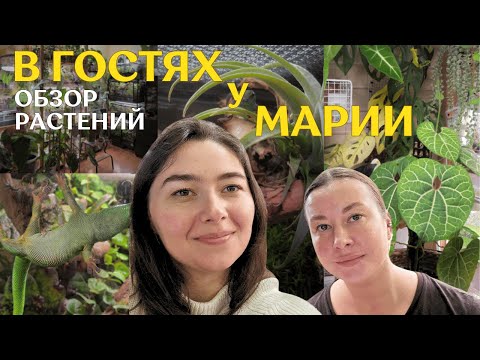 обзор РАСТЕНИЙ  у МАРИИ | суккуленты, ДЕКОРАТИВНО-ЛИСТВЕННЫЕ растения и ТЕРРАРИУМЫ с ящерками 🦎