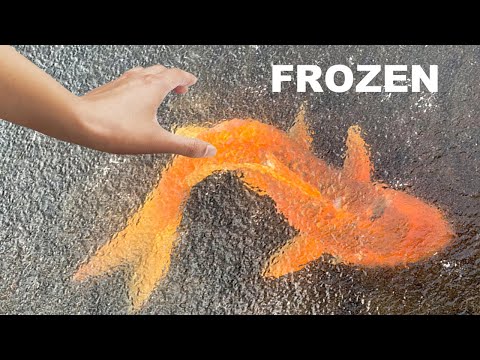 SAVING Rare Koi From Freezing Ice Water