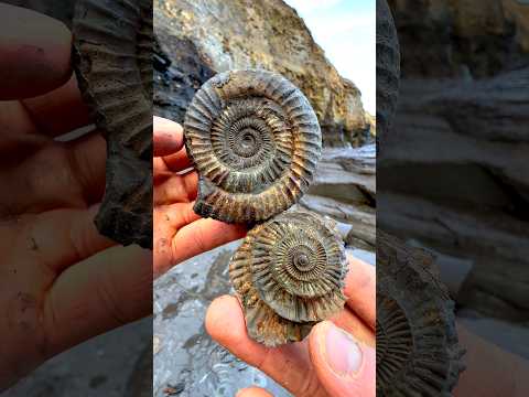 Use code FOSSIL20 for 20% off your entire order! Free Worldwide shipping on all orders over £150 GBP