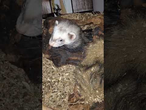 Домашний хорёк, Анфиса;) Получает Вкусняшку: