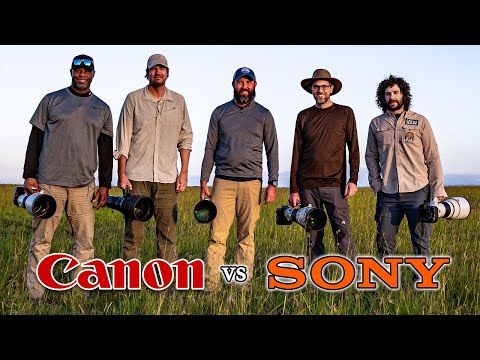 Canon vs Sony on Safari