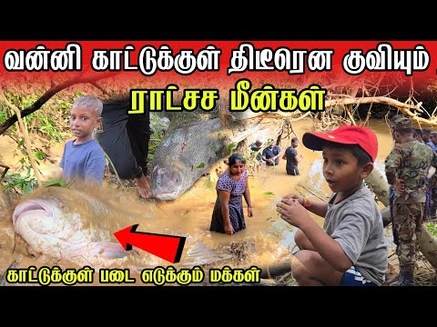 🛑வன்னி காட்டுக்குள் குவியும் ராட்சச மீன்களால் பரபரப்பு | படை எடுக்கும் மக்கள்