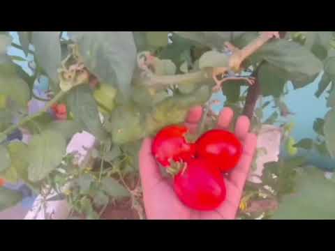 Tomato plants from seed to harvest