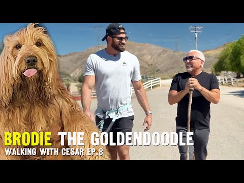 Walking With Cesar - Brodie the Goldendoodle - Ep. 8