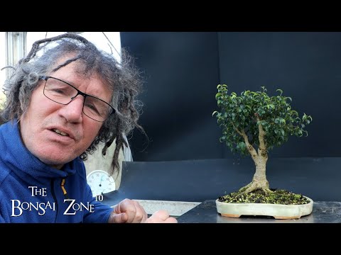 My Too Little Leaf Ficus benjamina and More, The Bonsai Zone, Nov 2023