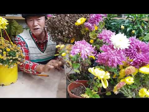 How to Store Chrysanthemums in Winter and Propagate Cuttings for Next Year - Gardening Love