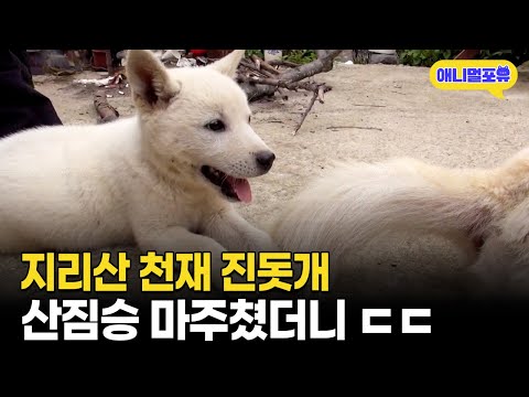 [풀버전] 산짐승 발견하자 바로 달려드는 지리산 천재 진돗개 I KBS 반려동물극장 단짝 2015 방송