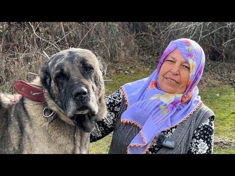 62-YEAR-OLD FEMALE SHEPHERD AND HER WONDERFUL KANGAL DOGS