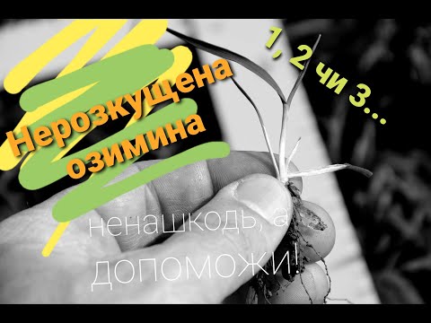 Нерозкущена озимина: ненашкодь, а допоможи!