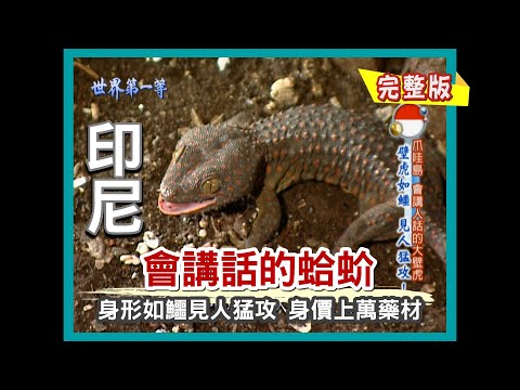 【印尼】身價非凡 會講人話的大壁虎（油炸青蛙皮野味／形同當兵的印傭訓練學校／蛤蚧原音獻聲）｜《世界第一等》313集小馬完整版