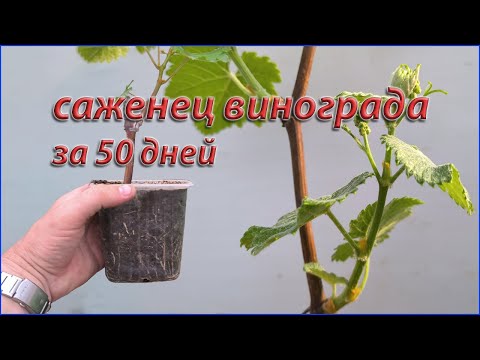 Как из черенка винограда, вырастить саженец за 50 дней.