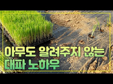 아무도 알려주지 않는 대파 농사 노하우 / 진도 겨울 대파